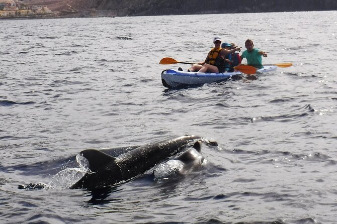 Kayak Route along the Volcanic Coast in Tenerife South with Snorkeling - Timing, effort, and sea conditions: what can change mid-day