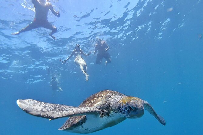 Kayak Safari with Dolphin and Turtle Watching in Guaza - Key Points You’ll Care About