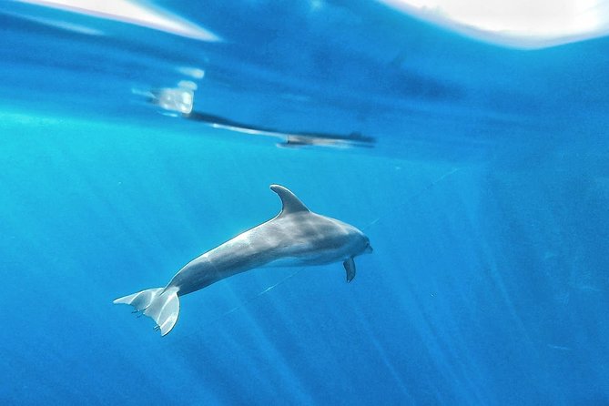Kayak Safari with Dolphin and Turtle Watching in Guaza - Snorkeling Gear Included: What You’ll Actually Get Underwater