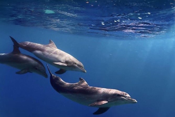 Kayak Safari with Dolphin and Turtle Watching in Guaza - Sea State Reality Check: Choppy Water, Tides, and Effort