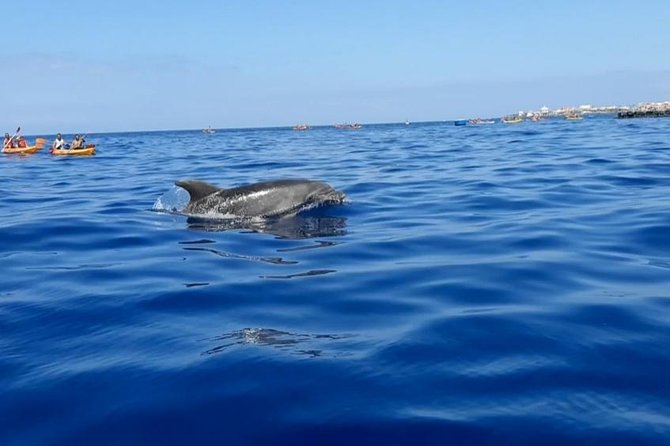 Kayak with Dolphin & Turtle Watching Private Tour - Wildlife Viewing Reality Check: What You Can Expect to See