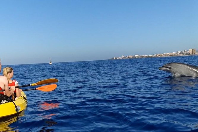 Kayak with Dolphin & Turtle Watching Private Tour - Price and Value in Tenerife Terms
