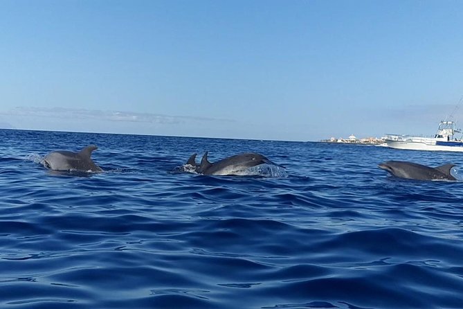 Kayak with Dolphin & Turtle Watching Private Tour - Timing, Pickup, and What to Do About It