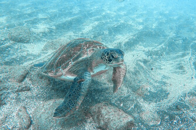 Kayaking + snorkeling with turtles - Guides Matter: The Human Side of the Trip