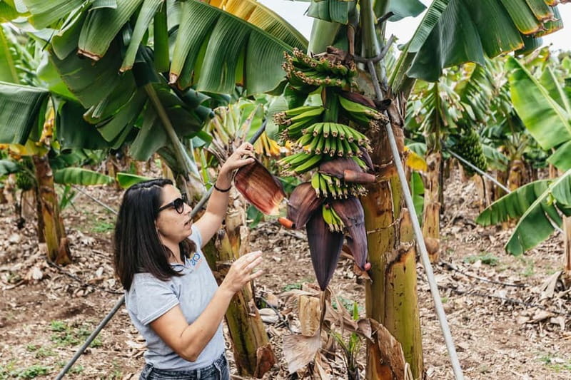 La Orotava: Eco Banana Plantation Tour with Banana Liquor - BananaECOplantation in La Orotava: why this tour fits Tenerife