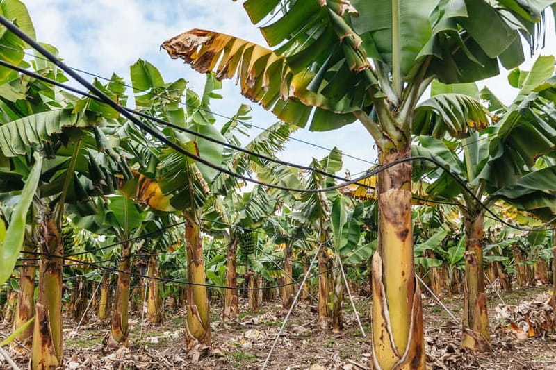La Orotava: Eco Banana Plantation Tour with Banana Liquor - Inside the 50-minute tour: what the guided walk actually covers