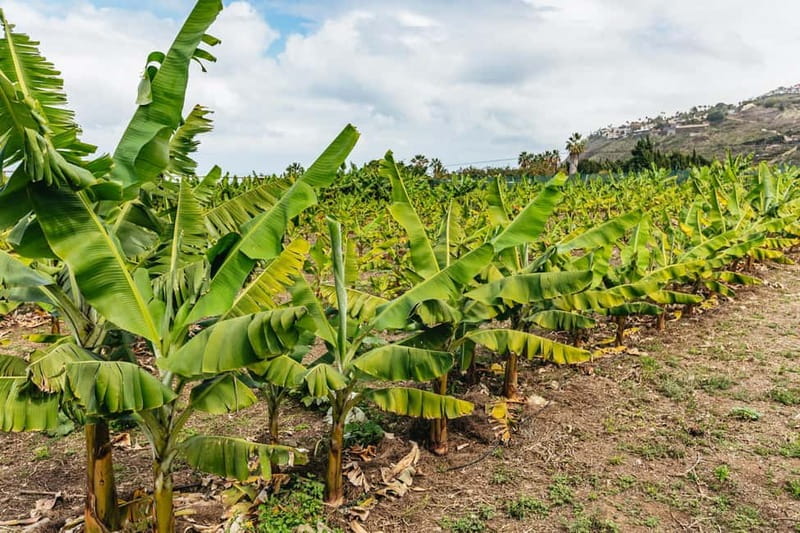 La Orotava: Eco Banana Plantation Tour with Banana Liquor - The eco farming angle: how this plantation tries to cut pesticides and fertilizers