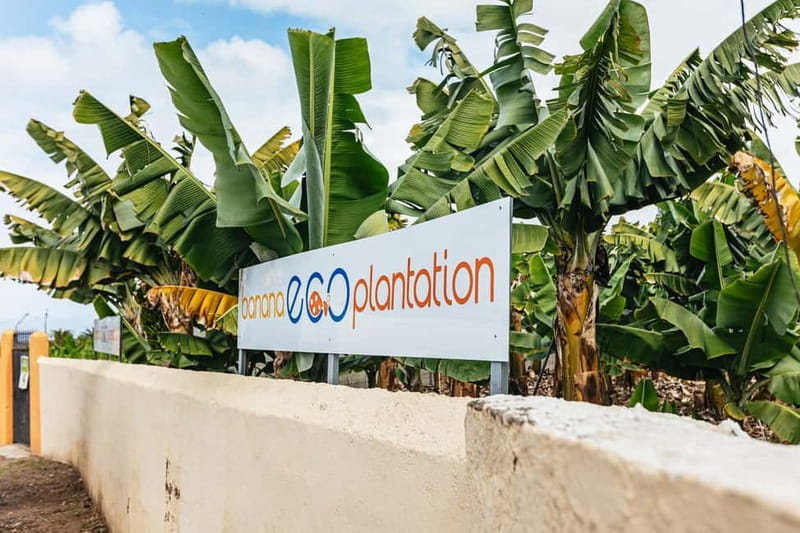 La Orotava: Eco Banana Plantation Tour with Banana Liquor - Price and value: what $23 buys you in real experience