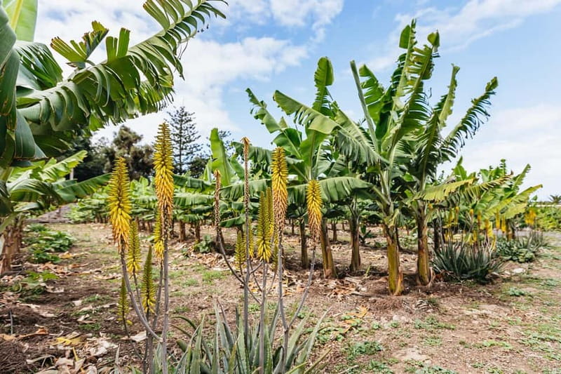 La Orotava: Eco Banana Plantation Tour with Banana Liquor - Who this tour is best for (and who might want something else)