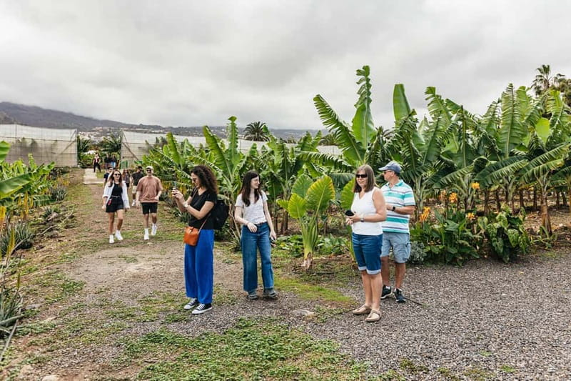 La Orotava: Eco Banana Plantation Tour with Banana Liquor - Practical considerations: walking, pets, and what to expect on your body