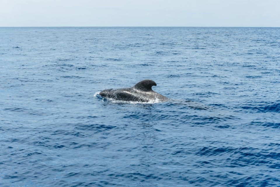 Las Galletas: Whale & Dolphin Tour with Local Skipper - So, should you book Las Galletas with a local skipper?