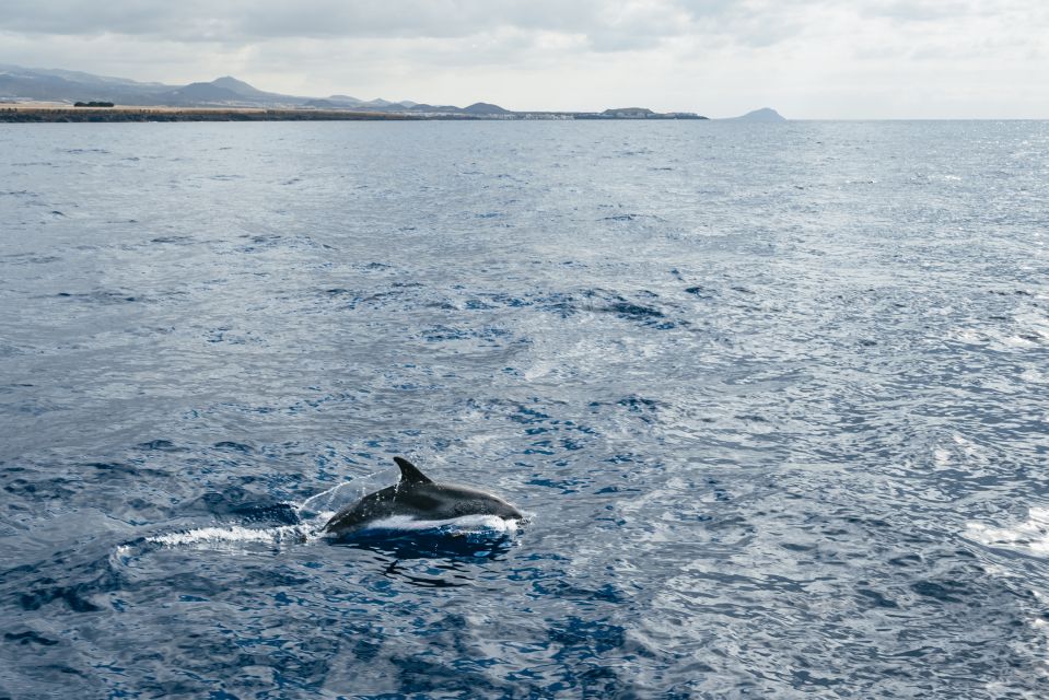 Las Galletas: Whale & Dolphin Tour with Local Skipper - Boarding at Las Galletas: finding the Cruz del Sur