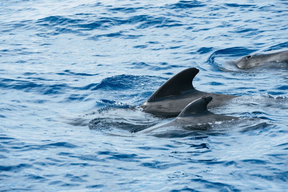 Las Galletas: Whale & Dolphin Tour with Local Skipper - The main event: spotting whales, dolphins, and turtles off Tenerife