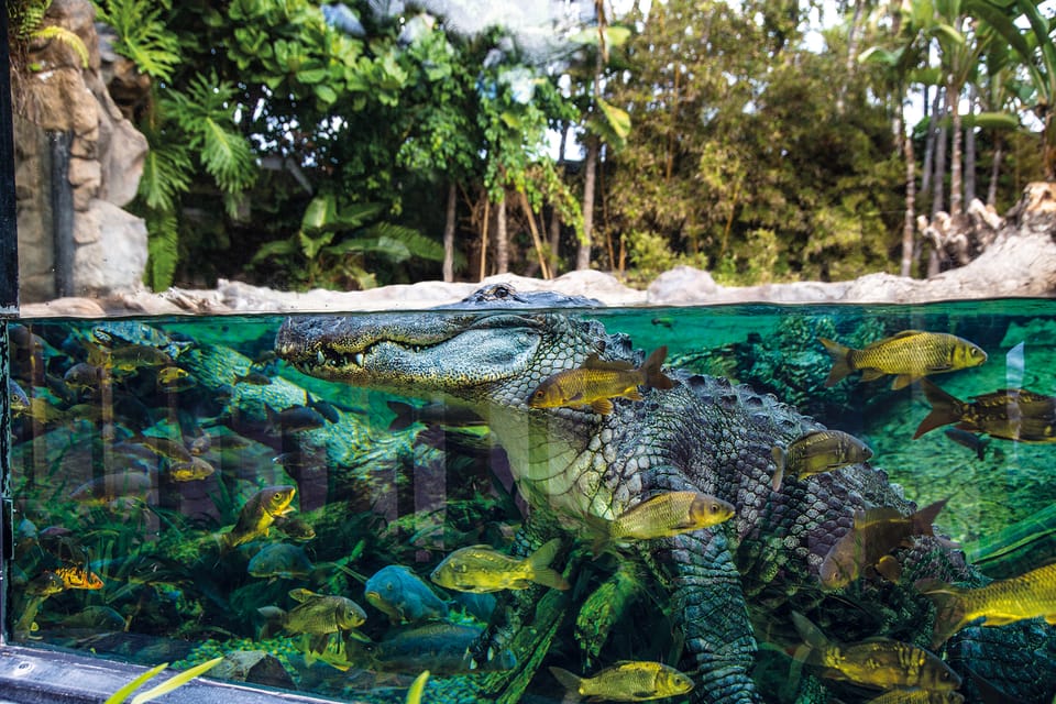 Loro Parque and Siam Park Combined Admission Tickets - Siam Park Rides and Weight Limits: Jungle Snakes and the Giant Rules
