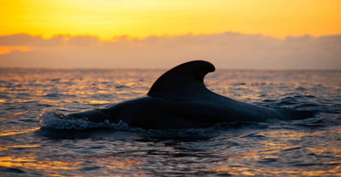 Los Cristianos: Eco Yacht Whale Watching Tour at Sunset - Key Highlights You’ll Care About