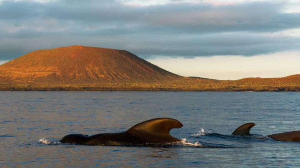 Los Cristianos: Eco Yacht Whale Watching Tour at Sunset - Price vs Value: Why $17 Can Still Feel Like a Premium Evening
