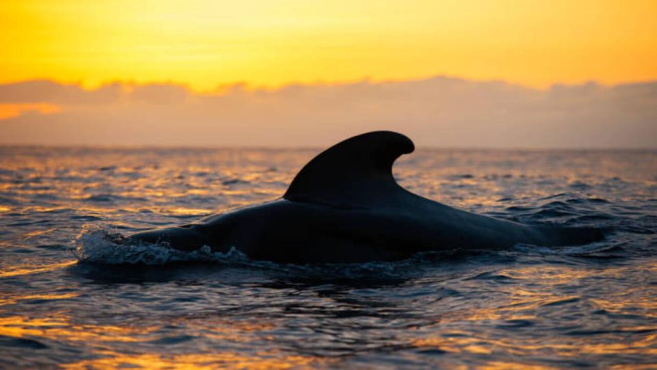 Los Cristianos: Eco Yacht Whale Watching Tour at Sunset - Why Los Cristianos Sunset Whale Watching Hits Harder Than Midday