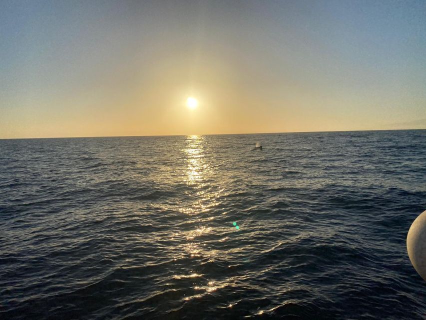 Los Cristianos: Eco Yacht Whale Watching Tour at Sunset - Your 90-Minute Route: Los Cristianos to Teide Views, Then Back