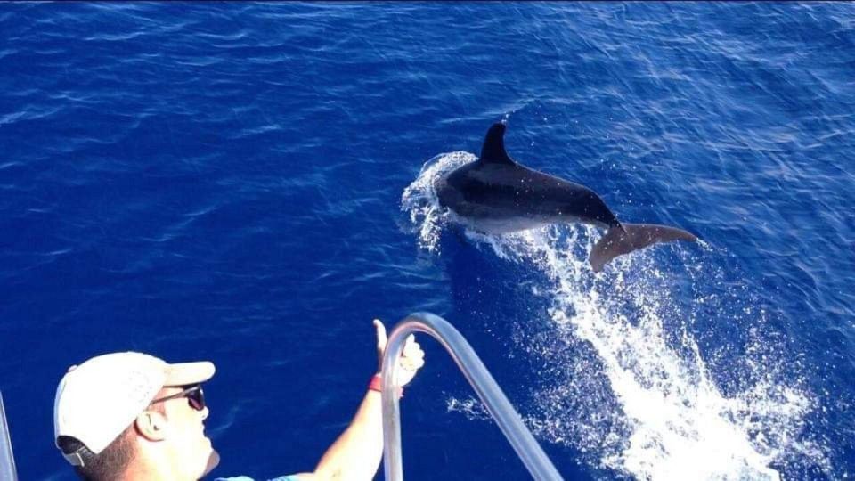 Los Cristianos: Eco Yacht Whale Watching Tour at Sunset - What You Can See: Dolphins, Pilot Whales, Turtles, and Occasionally More