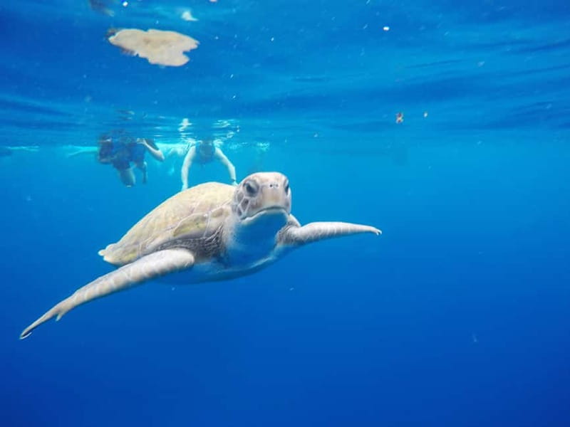 Los Cristianos: Kayak and Snorkel with Turtles and Photos - Quick Hits Before You Go