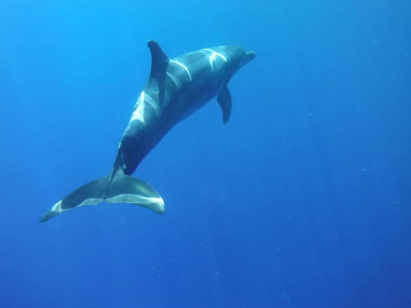 Los Cristianos: Kayak and Snorkel with Turtles and Photos - The 3-Hour Flow: Paddling First, Then the Snorkel Moment