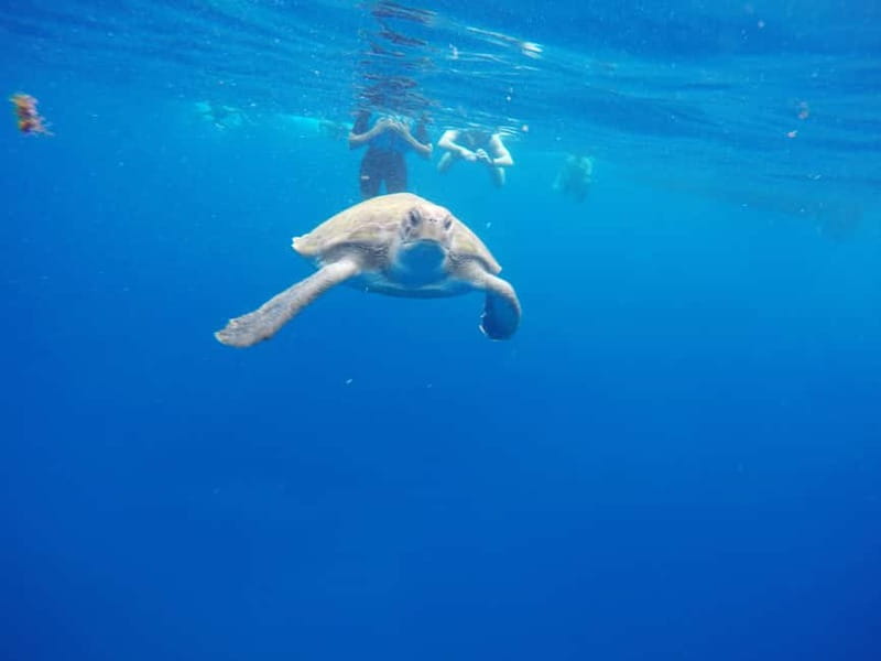 Los Cristianos: Kayak and Snorkel with Turtles and Photos - Stop by Stop: From Los Cristianos Beach to Volcanic Cliffs