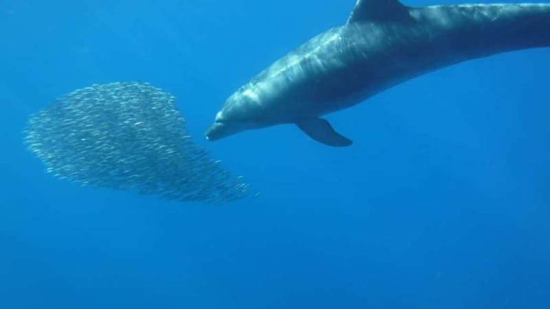 Los Cristianos: Kayak and Snorkel with Turtles and Photos - Double Kayaks, Solo Options, and Who This Tour Fits