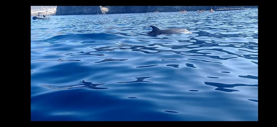 Los Cristianos: Kayak & Snorkel Tour with turtles and photos included - Key points before you go