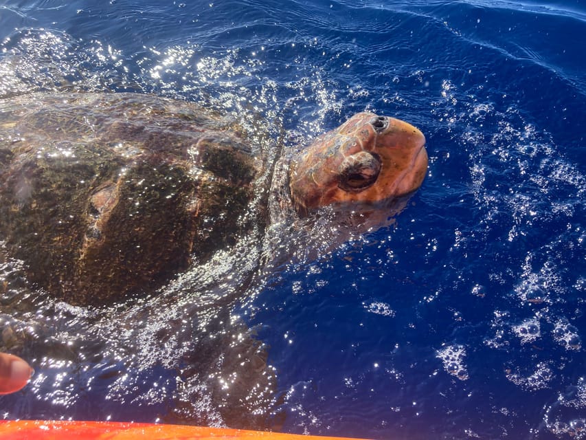 Los Cristianos: Kayak & Snorkel Tour with turtles and photos included - Wildlife watching rules that keep it authentic