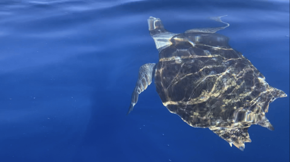 Los Cristianos: Kayak & Snorkel Tour with turtles and photos included - What to bring, what to skip, and what to plan around