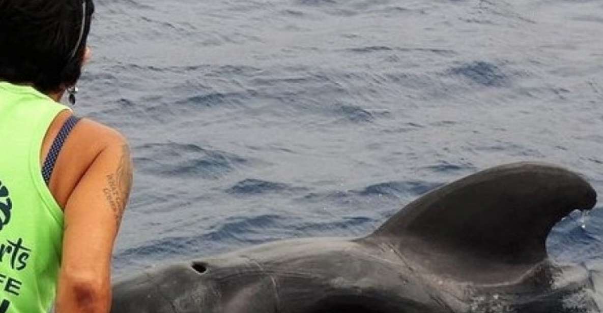Los Cristianos Respectful No-Chase Whale and Dolphin Safari - Who should book, and who should skip