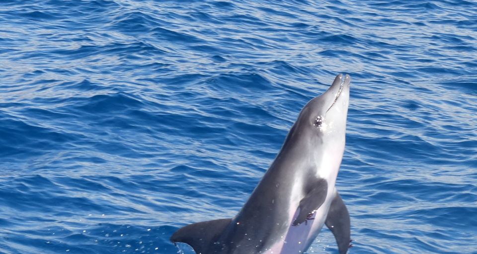 Los Cristianos Respectful No-Chase Whale and Dolphin Safari - Entering the vibe at Puerto Los Cristianos: Zone A and getting eyes on the water fast