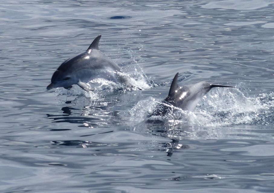 Los Cristianos Respectful No-Chase Whale and Dolphin Safari - Strict no-chase whale watching: what the policy means for your time on the water