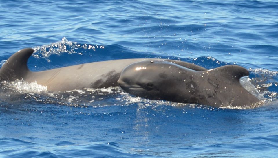 Los Cristianos Respectful No-Chase Whale and Dolphin Safari - What you’ll likely spot: dolphins, pilot whales, turtles, and occasional extras