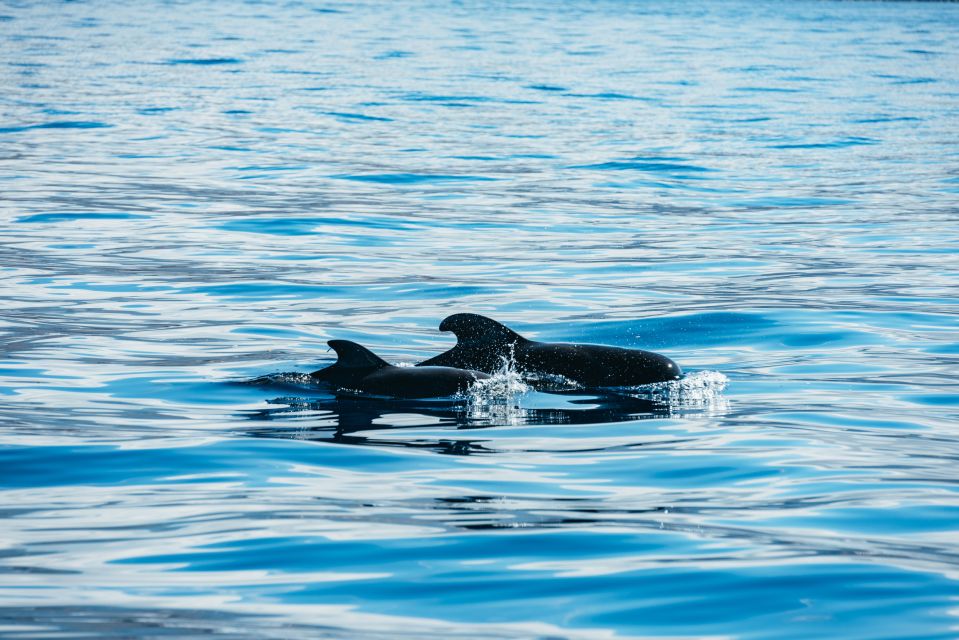 Los Cristianos Respectful No-Chase Whale and Dolphin Safari - Why the licensed captain and going farther matters (a lot on whale days)