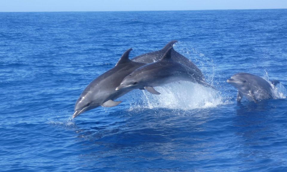 Los Cristianos Respectful No-Chase Whale and Dolphin Safari - Learning on the water: multilingual guides and what you’ll actually understand