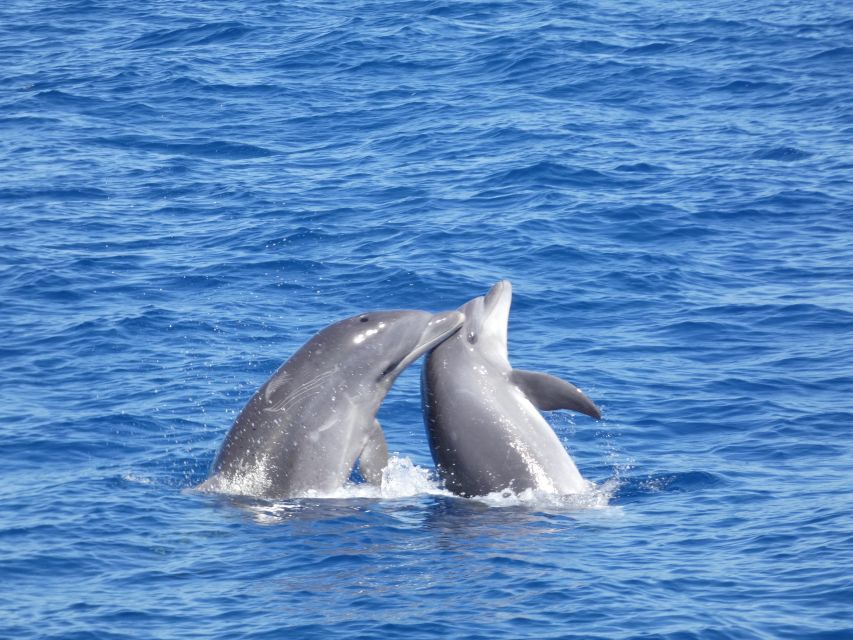 Los Cristianos Respectful No-Chase Whale and Dolphin Safari - The short Los Cristianos moment: a quick guided taste before you head back