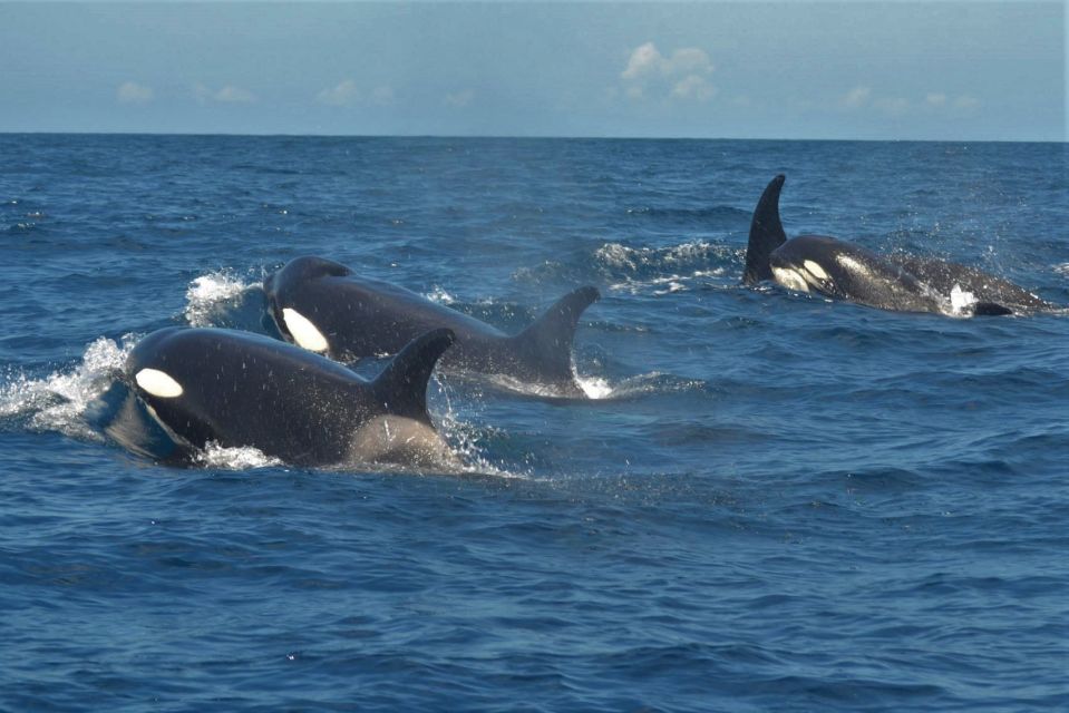 Los Cristianos Respectful No-Chase Whale and Dolphin Safari - Price and value: why $29 can make sense when the mission is built in