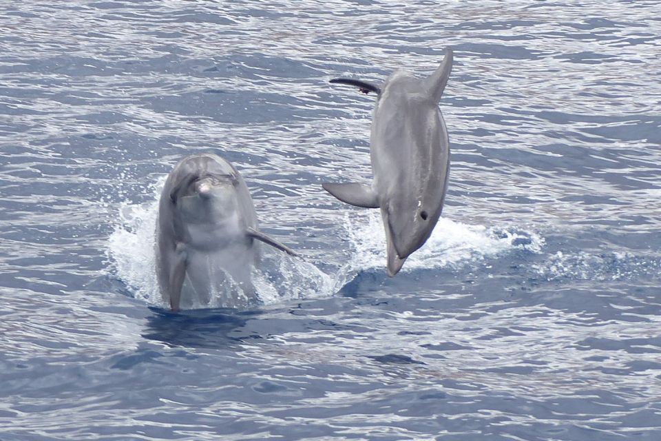 Los Cristianos Respectful No-Chase Whale and Dolphin Safari - The Bahriyeli NO CHASE boat: inside comfort and real viewing space