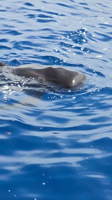 Los Cristianos: Viking Cruise Whales & Dolphins Watching - Ragnarok Viking ship: a whale watch with real style