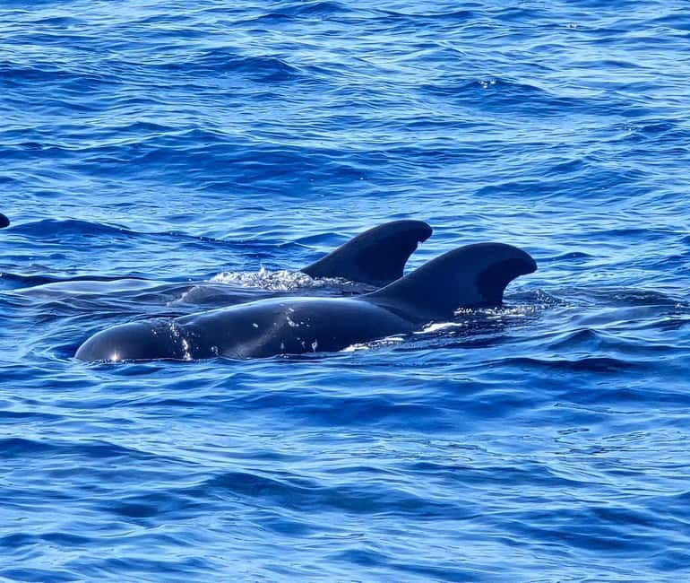 Los Cristianos: Viking Cruise Whales & Dolphins Watching - Comfort and onboard basics: water, toilets, and the bar menu