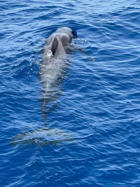 Los Cristianos: Viking Cruise Whales & Dolphins Watching - Where you board in Los Cristianos (and why timing matters)