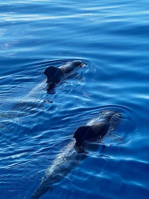 Los Cristianos: Whale Watching Cruise w/Swim Stop & Drinks - A Viking Ship on Tenerife’s South Coast