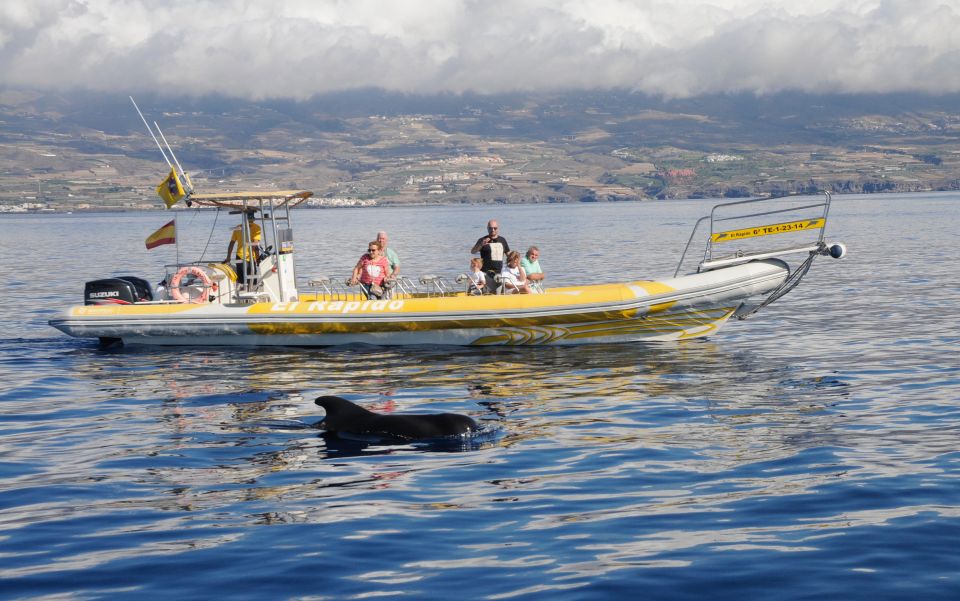 Los Gigantes: Dolphin and Whale Watching Cruise by Speedboat - Los Gigantes speedboat setup: small boat energy, big wildlife hopes