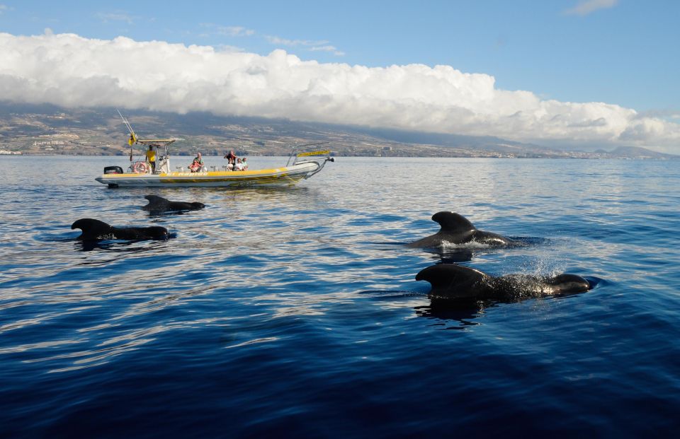 Los Gigantes: Dolphin and Whale Watching Cruise by Speedboat - Teno-Rasca Whale Sanctuary: where the captain looks for pilot whales