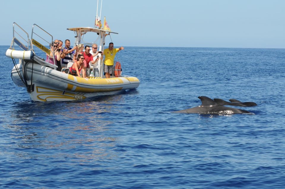 Los Gigantes: Dolphin and Whale Watching Cruise by Speedboat - Meeting the boat on time: traffic, parking, and port reality