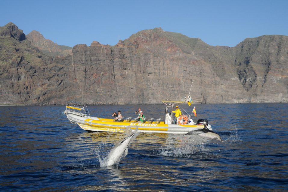 Los Gigantes: Dolphin and Whale Watching Cruise by Speedboat - Who this speedboat cruise suits best (and who should choose another day)