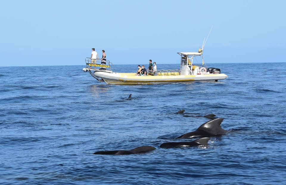 Los Gigantes: Dolphin and Whale Watching Cruise by Speedboat - How the 2-hour cruise actually plays out from the port