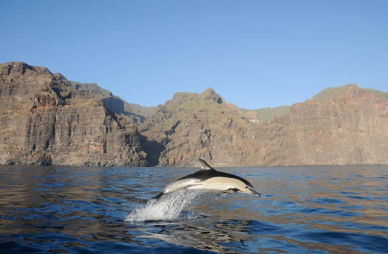 Los Gigantes: Dolphin and Whale Watching Tour with Drinks - Los Gigantes dolphin-and-whale boat time: what the 2–3 hours really includes