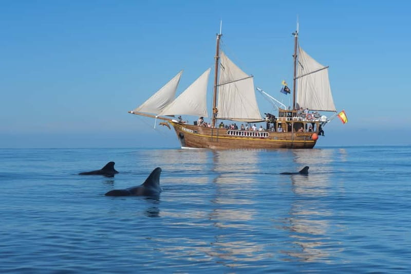 Los Gigantes: Dolphin and Whale Watching Tour with Drinks - The swim stop in an Atlantic bay: stairs, trapeze, and getting in comfortably